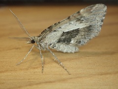 Asaphodes
