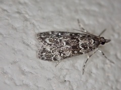 Eudonia philerga