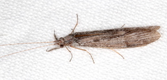 Triplectidinae