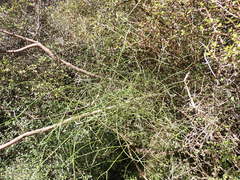 Carmichaelia australis