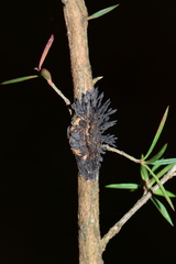Septobasidium clelandii
