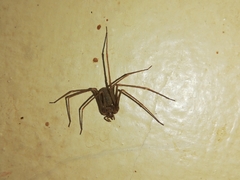 Loxosceles spinulosa