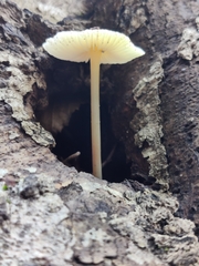 Fungi