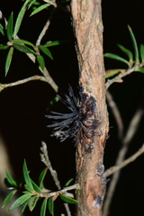 Septobasidium clelandii
