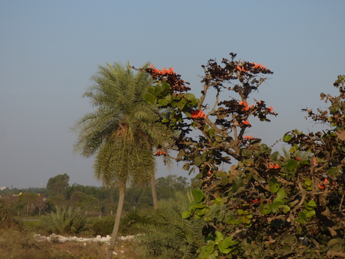 Phoenix sylvestris
