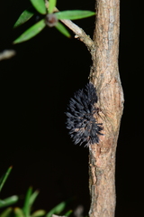 Septobasidium clelandii