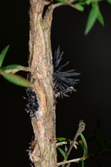 Septobasidium clelandii