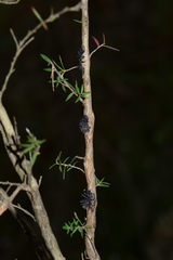 Septobasidium clelandii