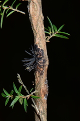Septobasidium clelandii