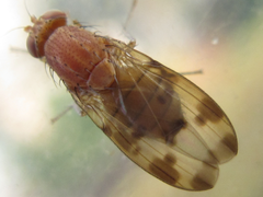 Homoneura mayrhoferi