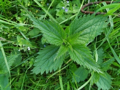 Urtica dioica