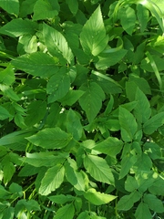 Aegopodium podagraria