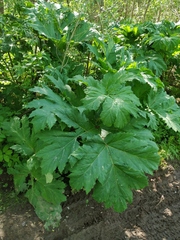 Heracleum sosnowskyi