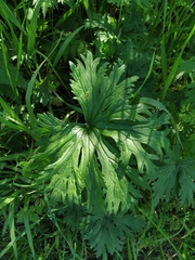 Geranium pratense