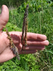 Alopecurus pratensis