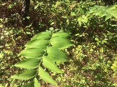 Polygonatum biflorum commutatum