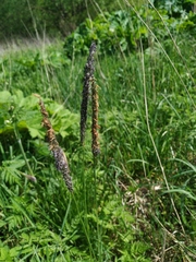 Alopecurus pratensis