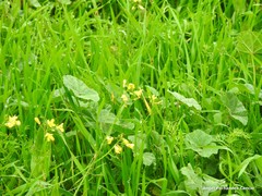 Diplotaxis catholica