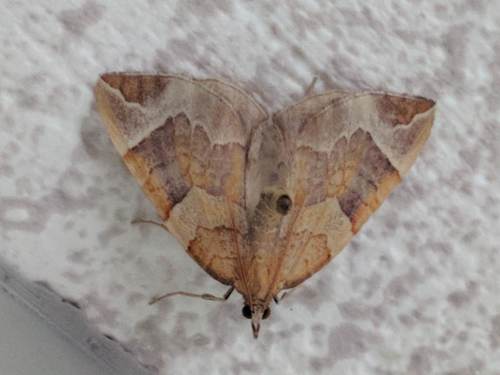 Chevron Moth, Schiermonnikoog, Friesland, Netherlands, photo 9 of 10
