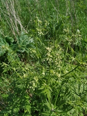 Anthriscus sylvestris