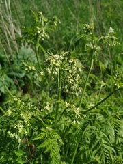 Anthriscus sylvestris