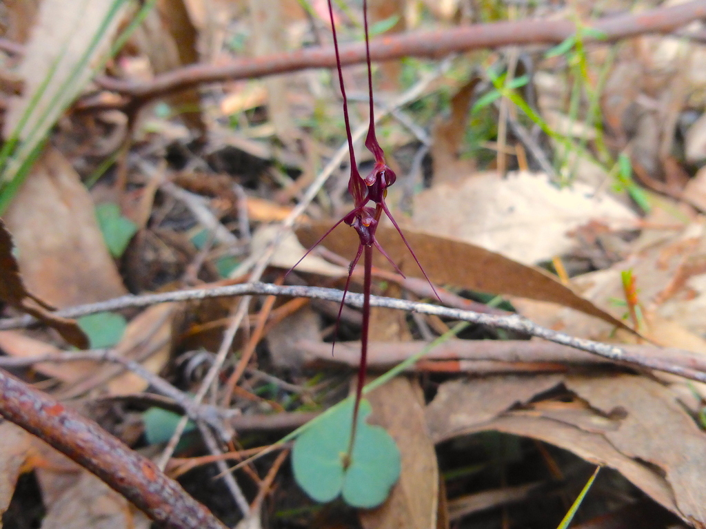 Acianthus caudatus