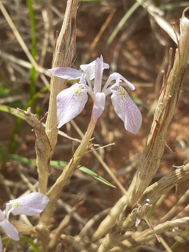 Image of Moraea simulans by (c) Brian du Preez, some rights reserved (CC BY-SA)