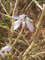 Moraea simulans