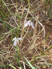 Moraea simulans