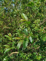 Salix triandra