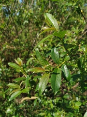 Salix triandra