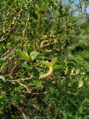 Salix triandra