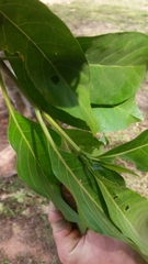 Tarenna dallachiana