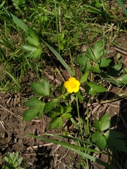 Ranunculus repens
