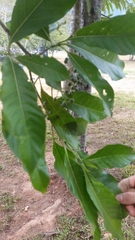 Tarenna dallachiana