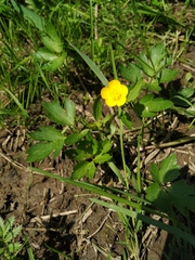 Ranunculus repens