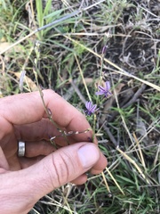 Caesia parviflora vittata