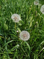 Taraxacum officinale