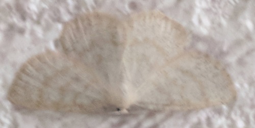 Northern Wave Moth, Schiermonnikoog, Friesland, Netherlands, photo 6 of 10