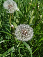 Taraxacum officinale
