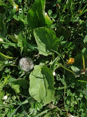 Plantago major