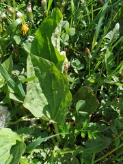 Plantago major