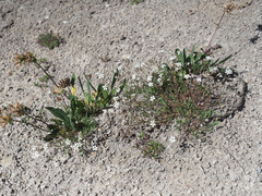 Anthyllis vulneraria alpestris