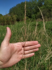 Calamagrostis epigejos