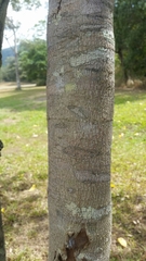 Tarenna dallachiana