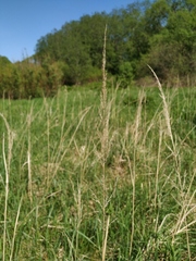 Calamagrostis epigejos