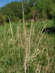 Calamagrostis epigejos