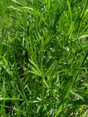 Galium rivale