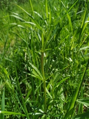 Galium rivale
