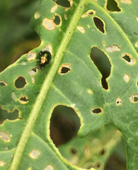 Psylliodes brettinghami